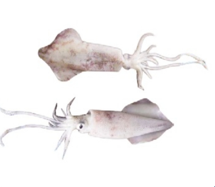 鱿鱼 (Loligo SPP)