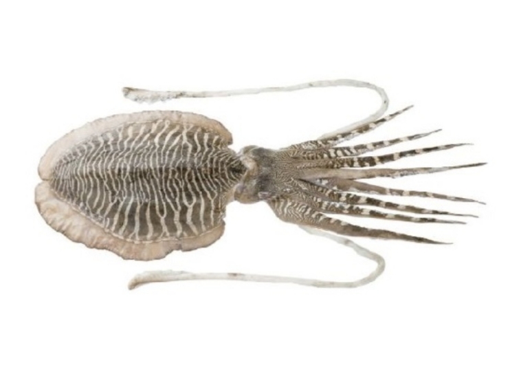 墨鱼 (SEPIA PHARAONIS)
