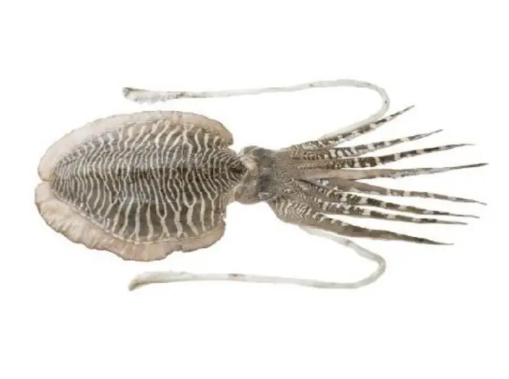 墨鱼 (SEPIA PHARAONIS)