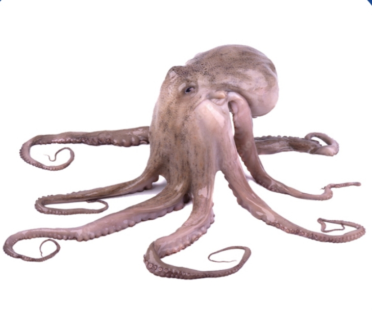 章鱼 (OCTOPUS VULGARIS)