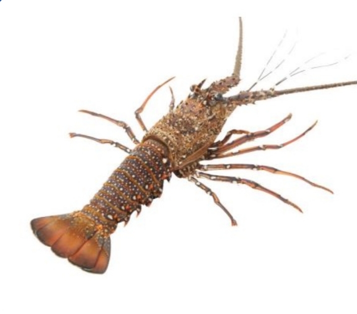 龙虾 (PANULIRUS HOMARUS)
