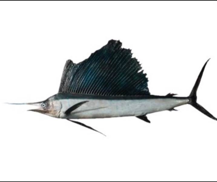 旗鱼 (Istiophorus)
