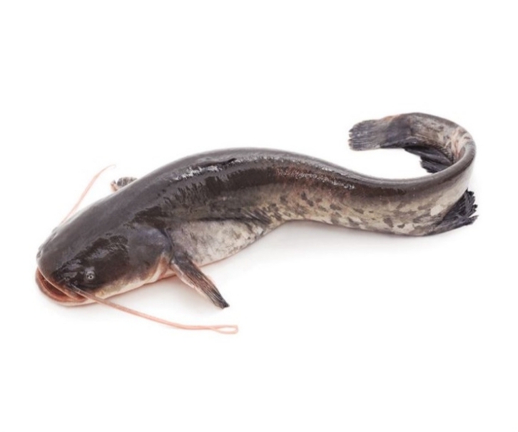 海鲶鱼 (Arius Thalassinus)