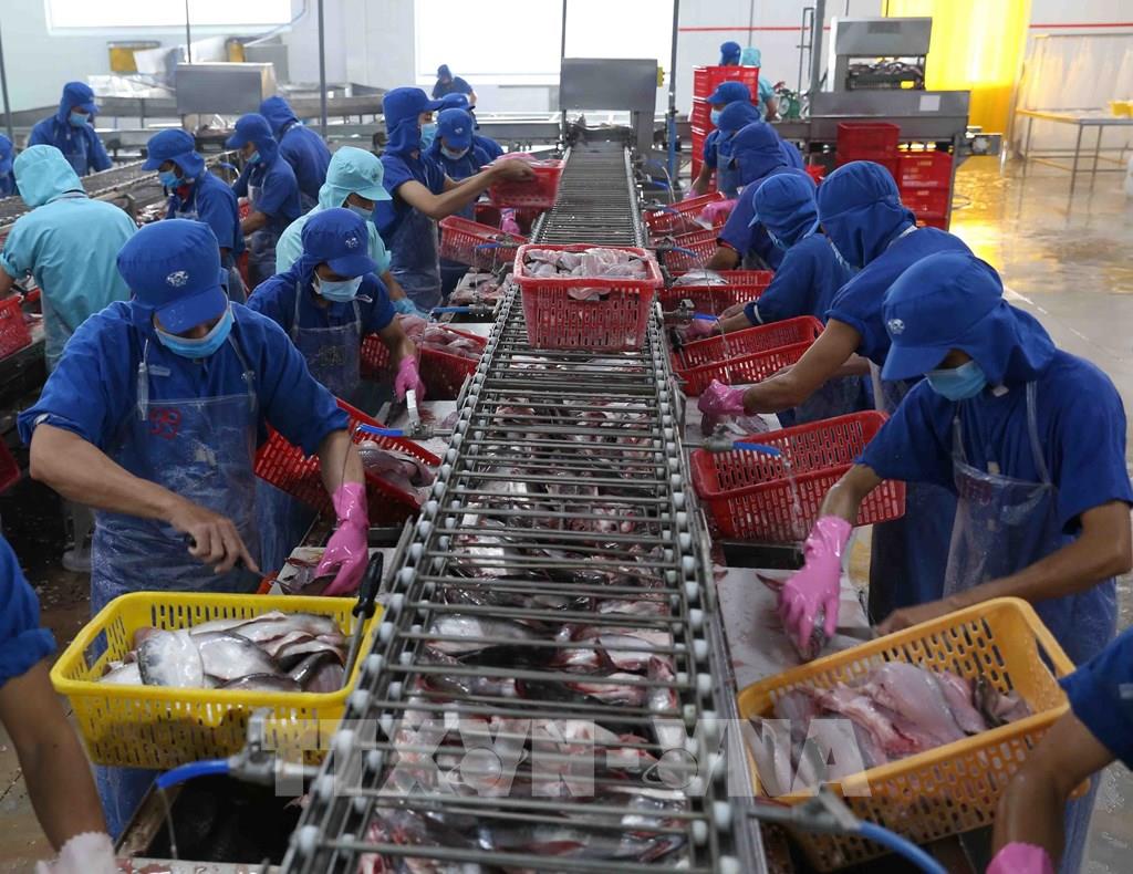 Hadhramout Fish Processing Line