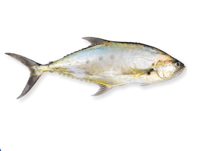 大眼乌鲷 (Talang Queenfish)