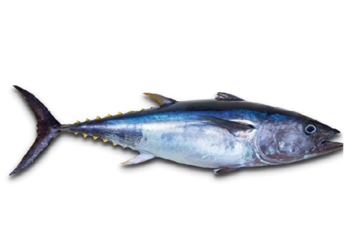 黄鳍金枪鱼 (THUNNUS ALBACARES)