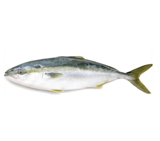 圆鯵 (Yellowtail Scad)